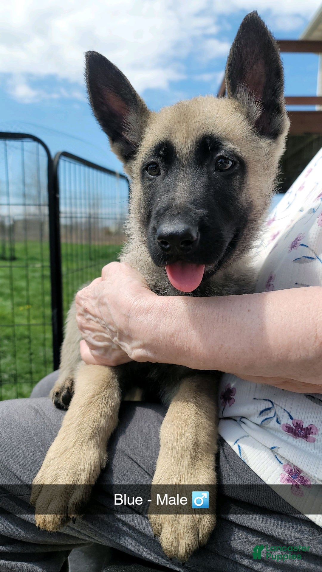 Gallery Image {{count}}