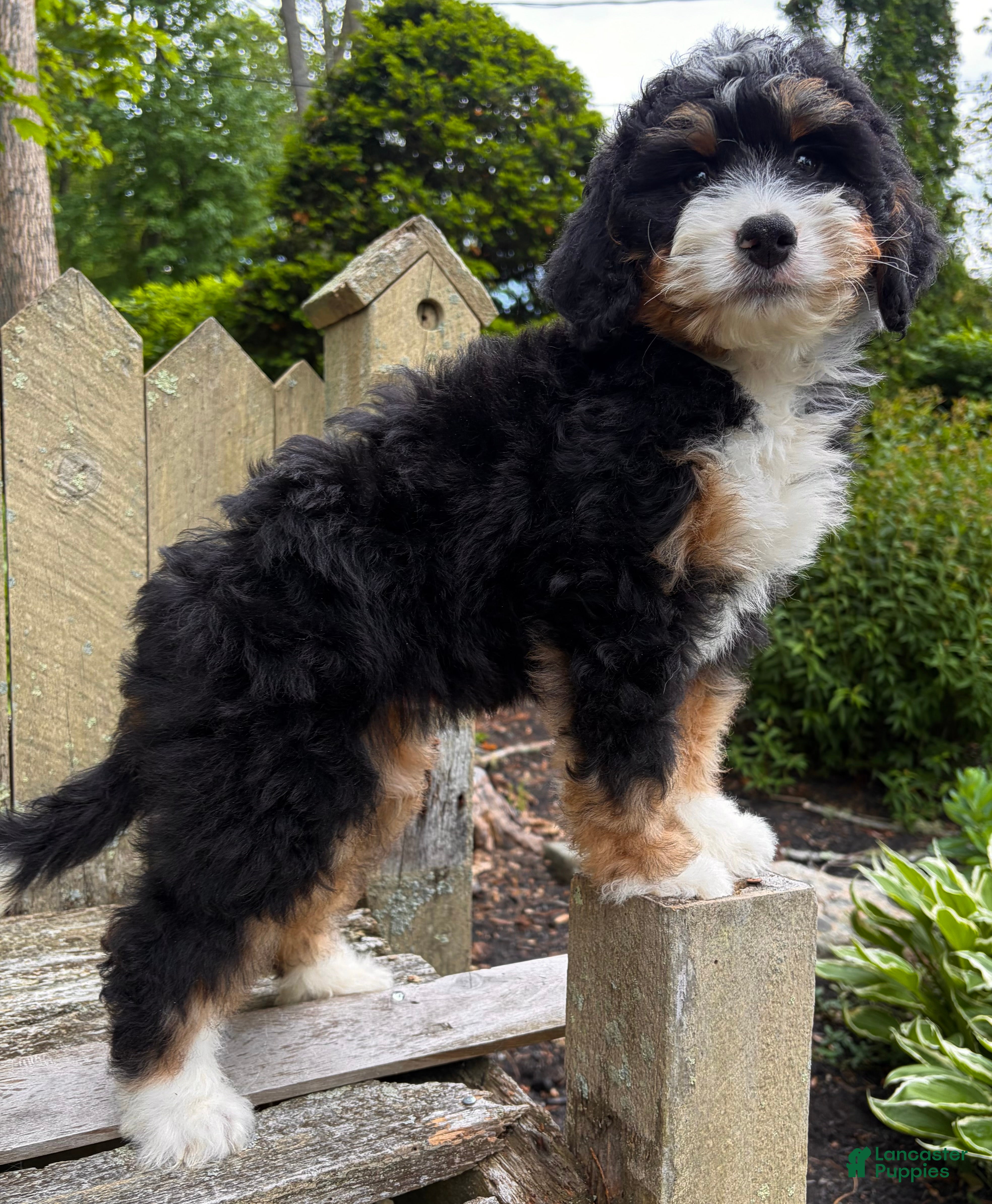 Mini Bernedoodle dogs for sale: 🩶IN BOSTON MASSACHUSETTS AREA🩶MINI BERNEDOODLE BOY🩶 - Ad 9