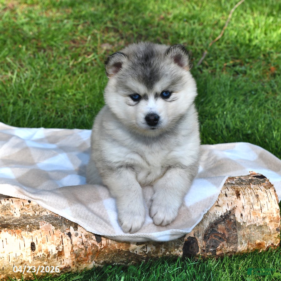 Pomsky dogs Alaska - Ad 2