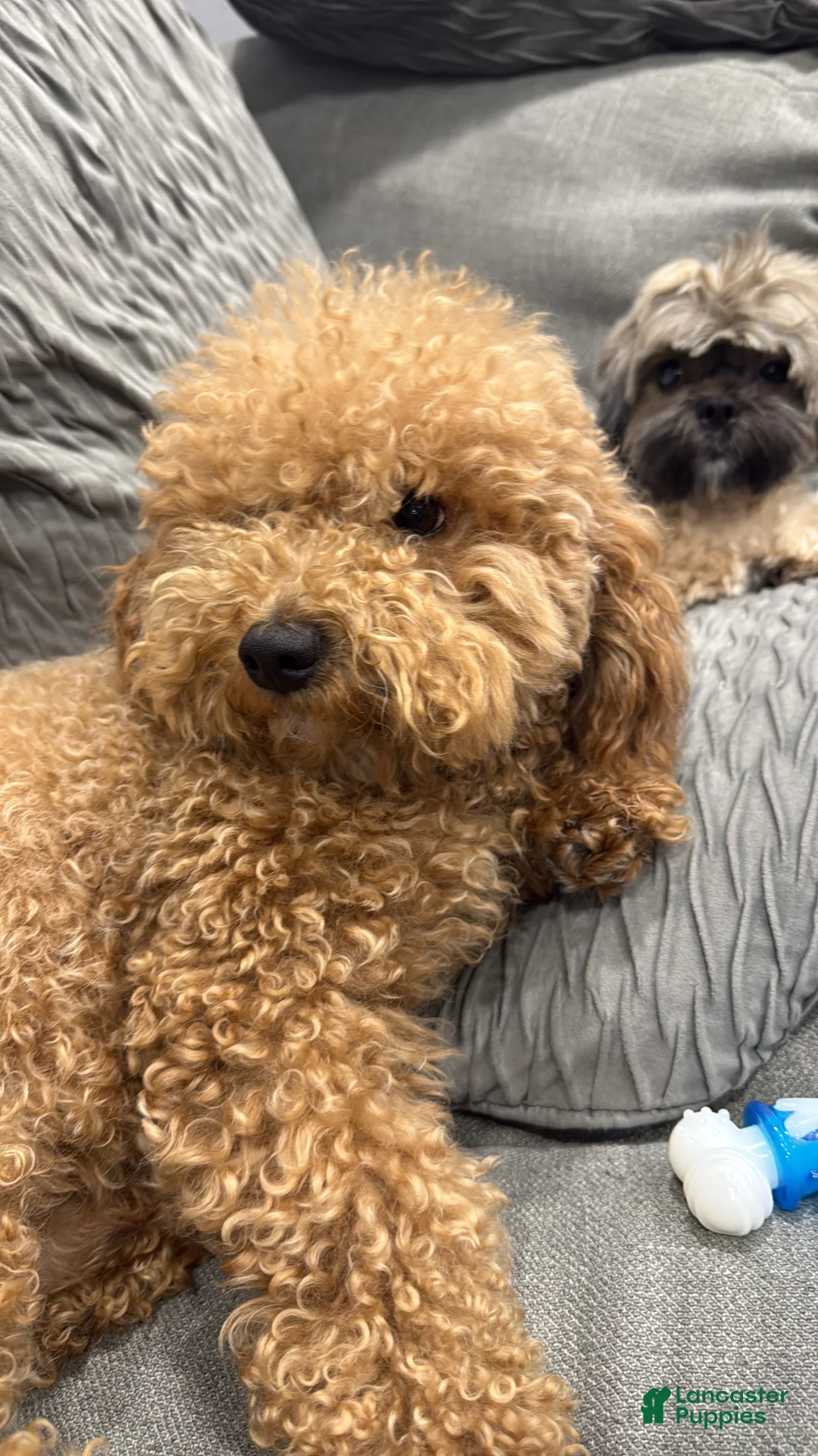 Gallery Image {{count}}