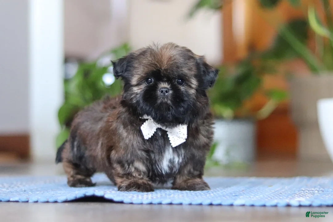 Shih Tzu dogs for sale: Lacey - Ad 6