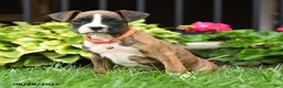 Boxer dogs for sale: Jasper - Ad 4