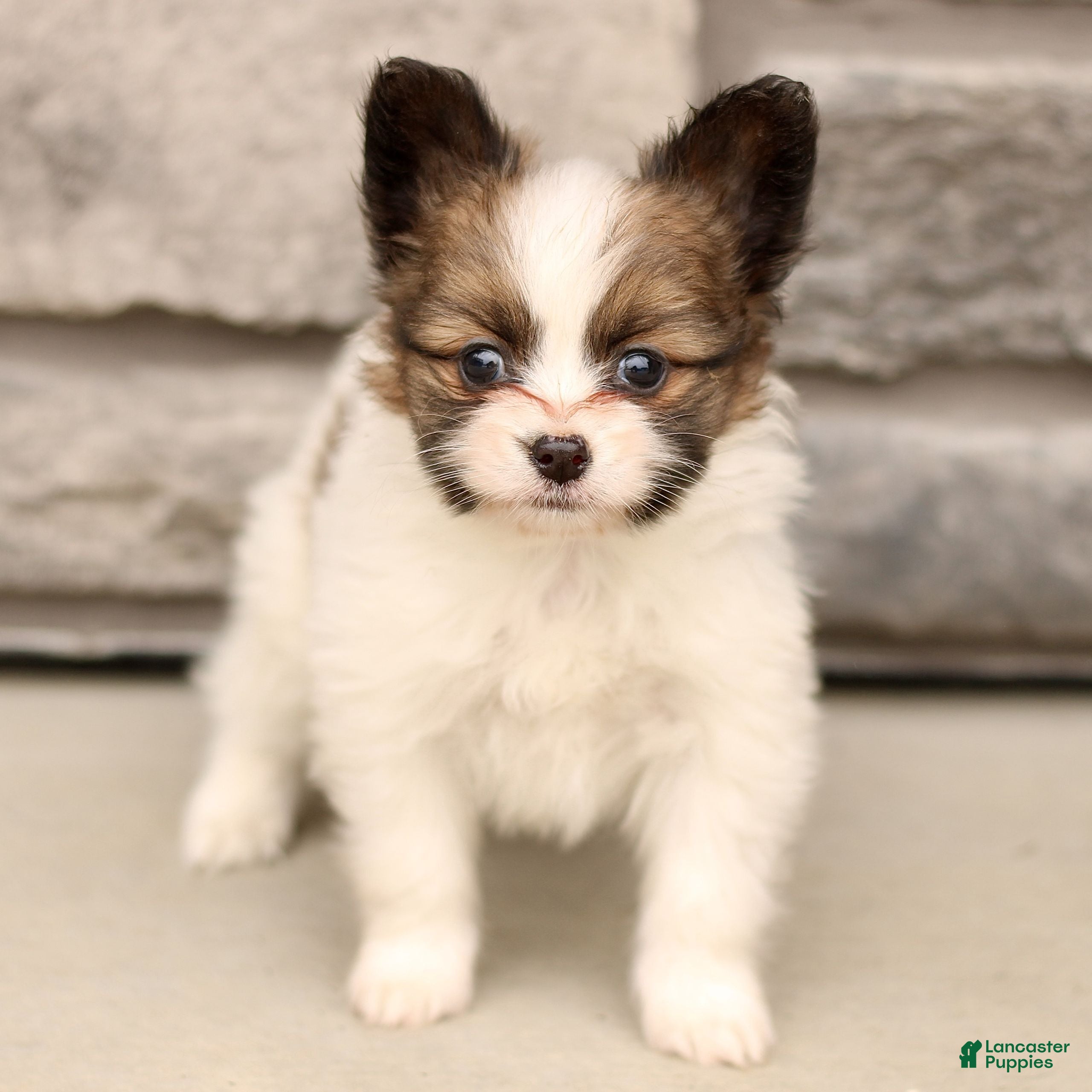 Papillon dogs Celeste  - Ad 2