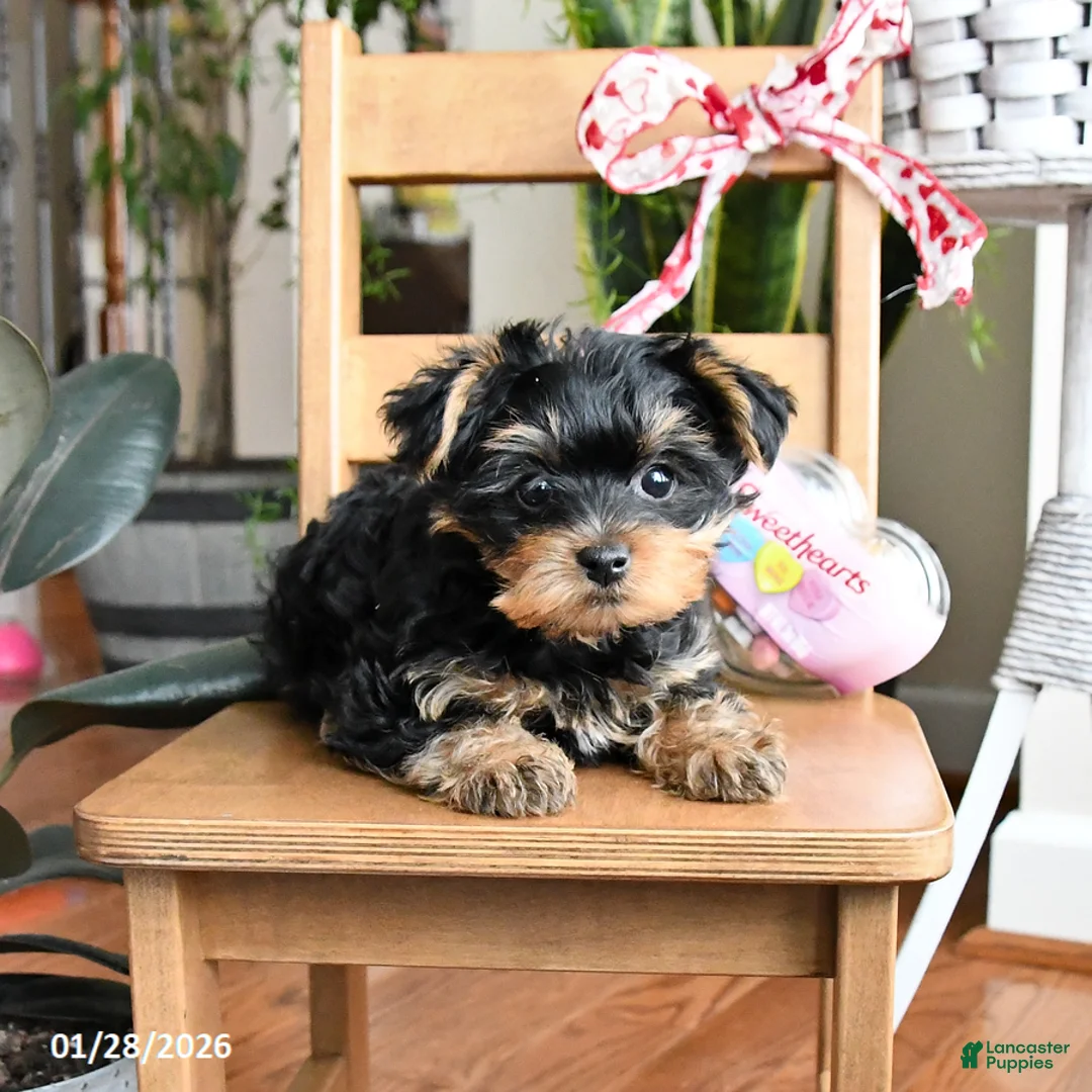 Yorkiepoo dogs for sale: Freddie - Ad 2