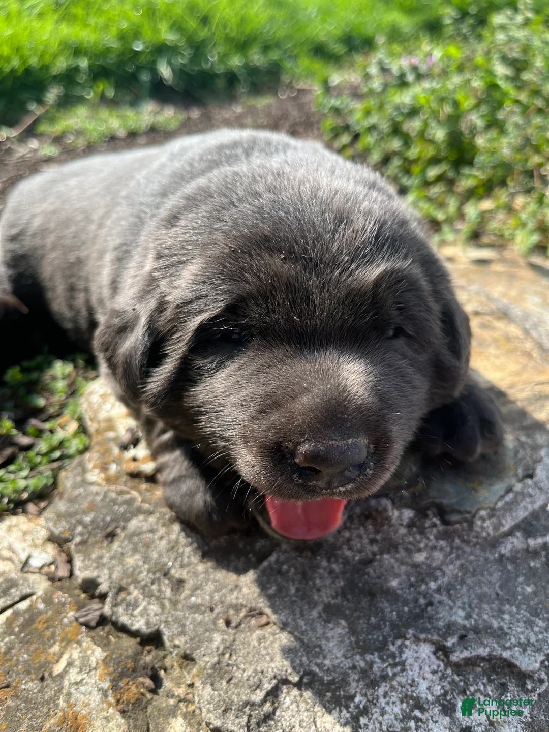 Labrador Retriever dogs for sale: Piper - Ad 1
