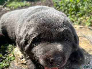 Labrador Retriever dogs for sale: Piper - Ad 2