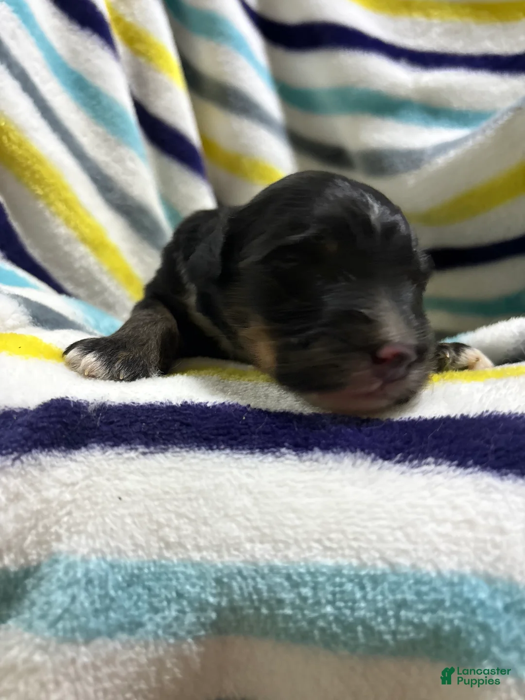 Aussiedoodle dogs for sale: Aussiedoodle 6 - Ad 1