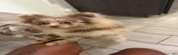 Pomeranian dogs for sale: Pomeranian 1 - Ad 3