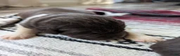 Newfoundland dogs for sale: Harley  - Ad 7