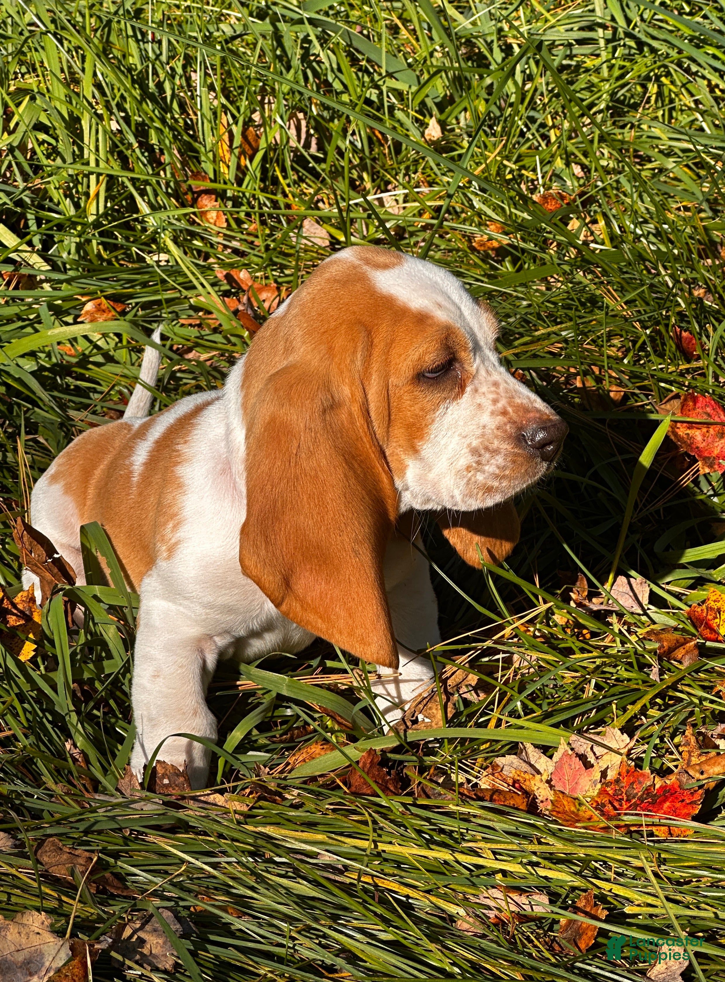 Basset Hound dogs for sale: Dixie - Ad 1