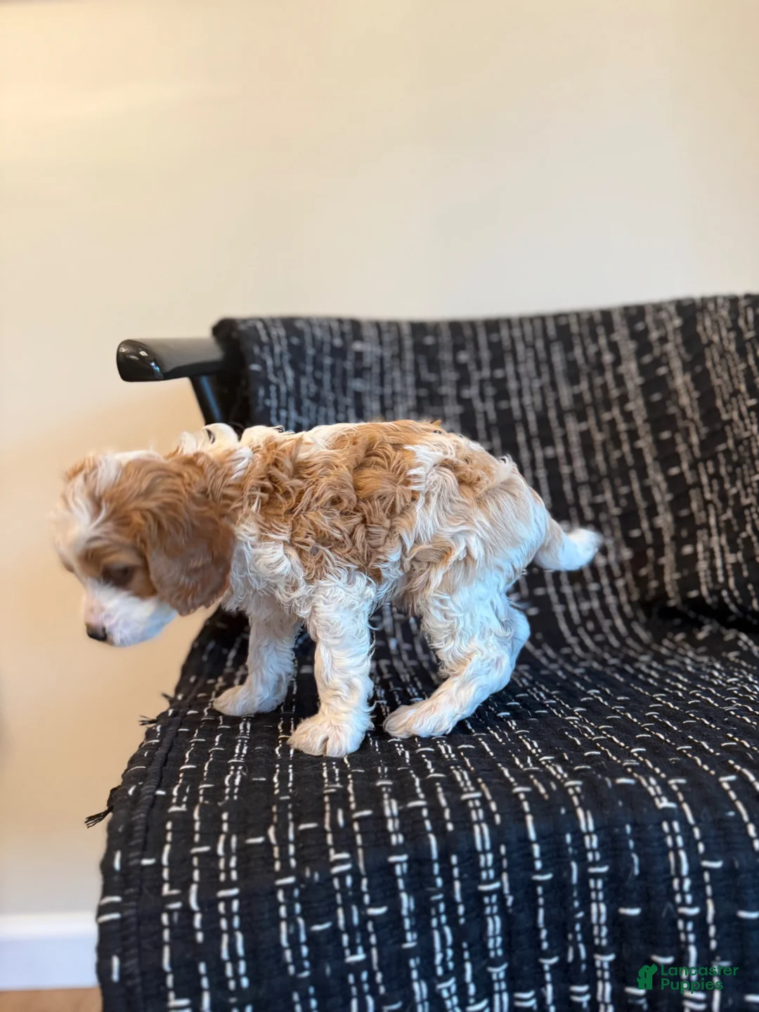 Cavapoo dogs for sale: Cameron  - Ad 3