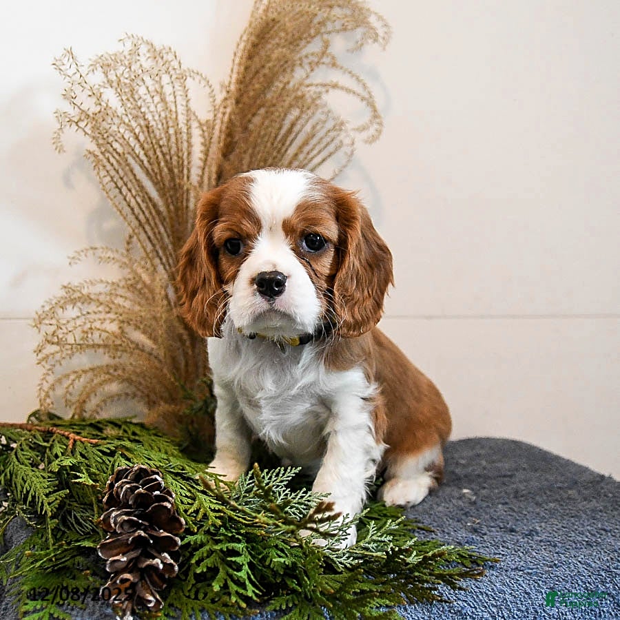 Cavalier King Charles Spaniel dogs Buddy - Ad 9