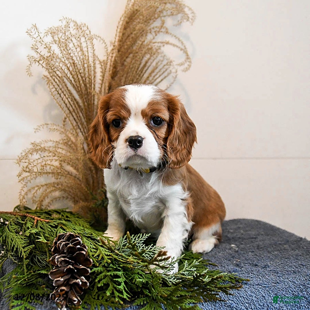 Cavalier King Charles Spaniel dogs for sale: Buddy - Ad 1