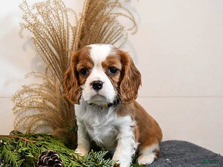 Cavalier King Charles Spaniel dogs Buddy - Ad 7