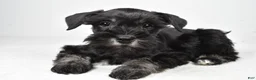 Miniature Schnauzer dogs for sale: Jaci - Ad 7