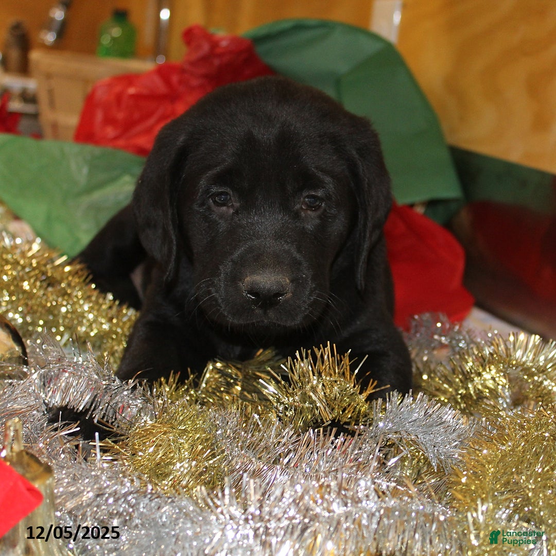 Goldador dogs for sale: Jingles - Ad 5