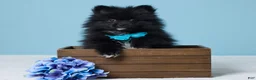 Pomeranian dogs for sale: Jimmy - Ad 1