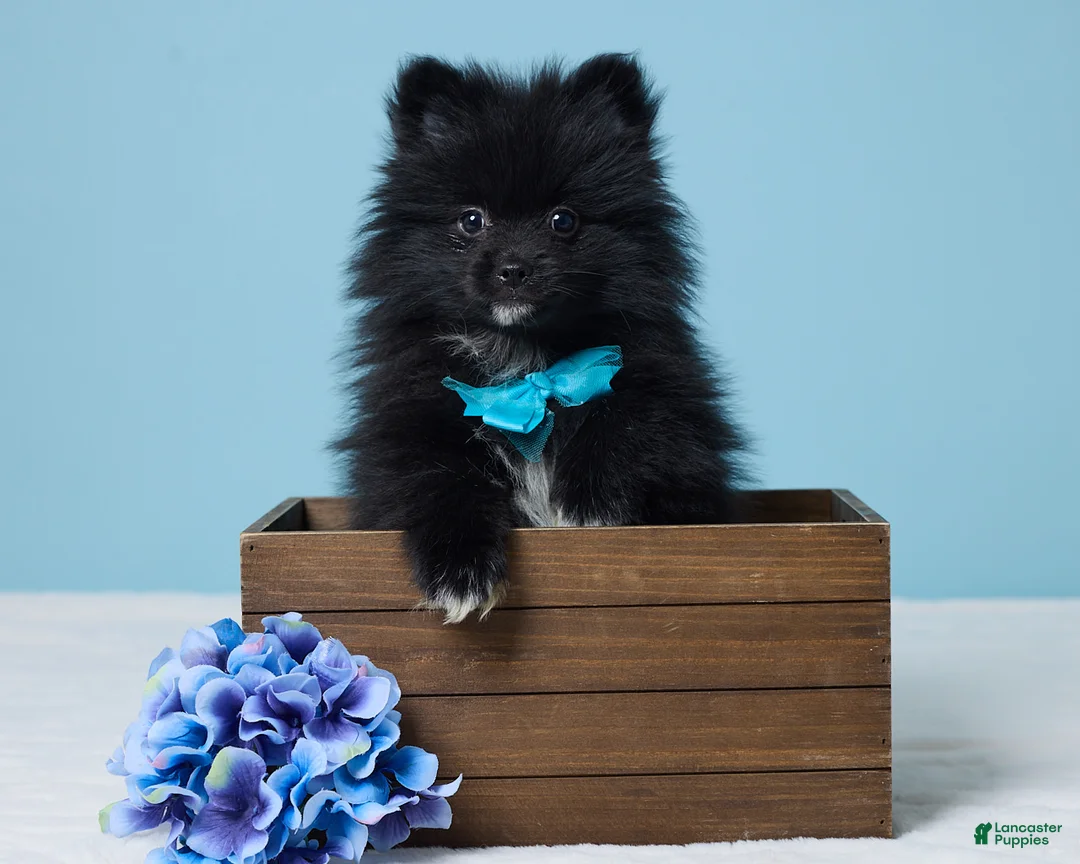 Pomeranian dogs for sale: Jimmy - Ad 1