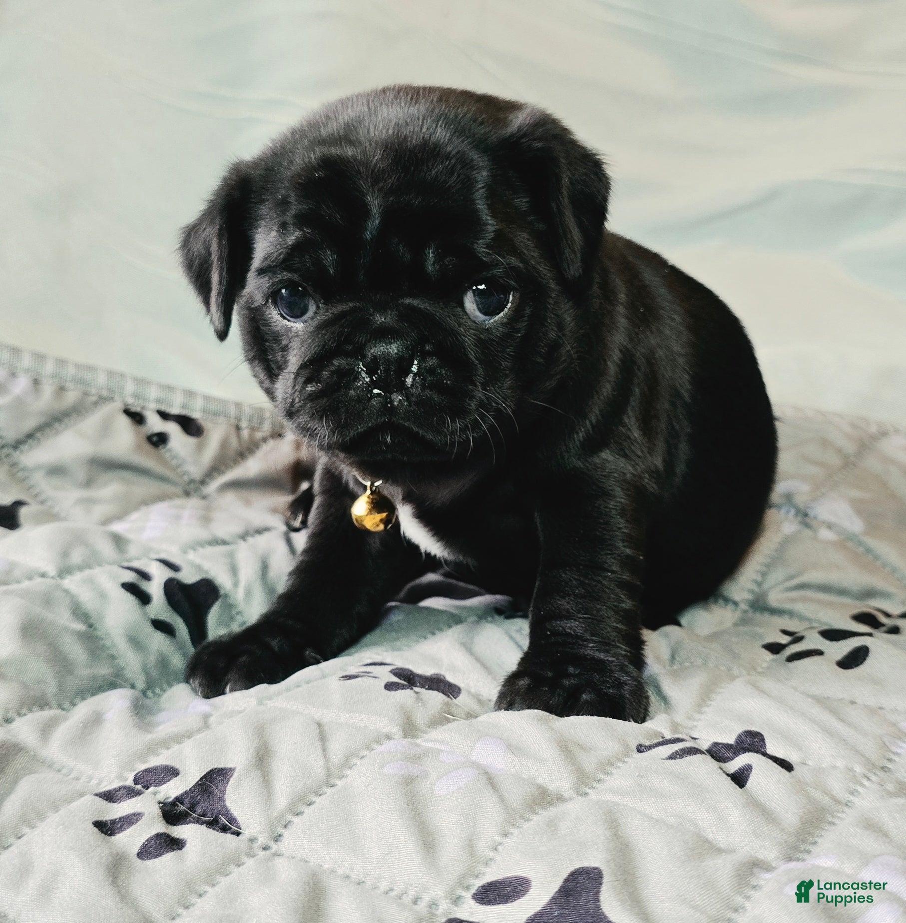 Pug dogs Brittney - Ad 1