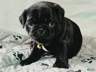 Pug dogs for sale: Brittney - Ad 1
