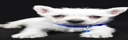 West Highland Terrier dogs for sale: Amy - Ad 5
