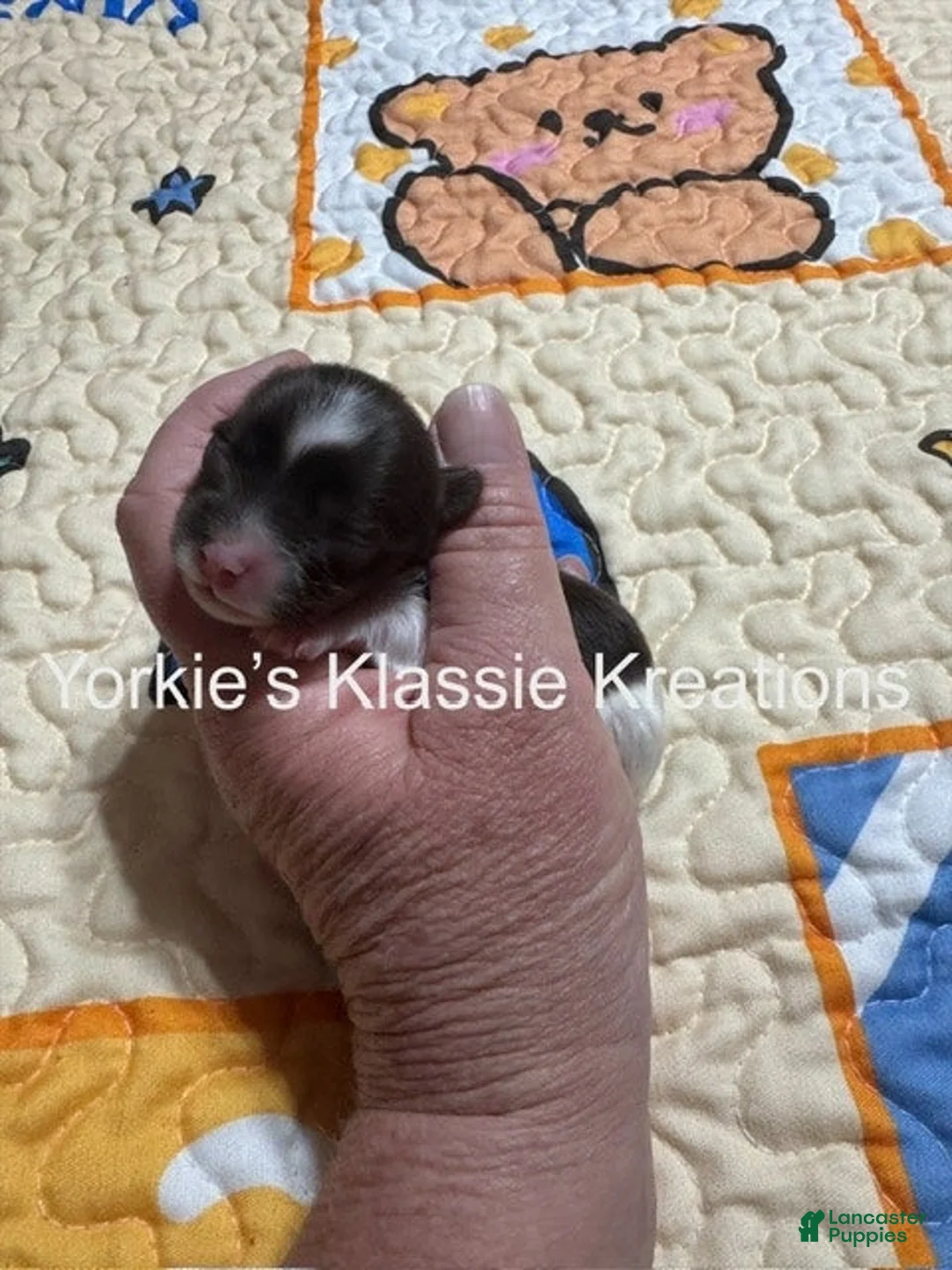 Yorkshire Terrier dogs for sale: KADEN - Ad 3
