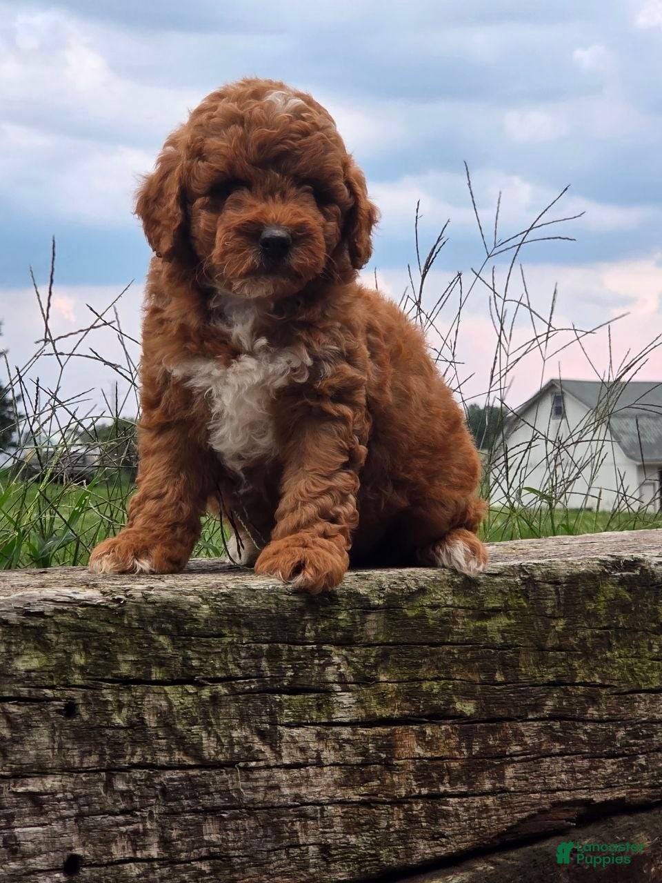 Mini Goldendoodle dogs Daisy - Ad 1