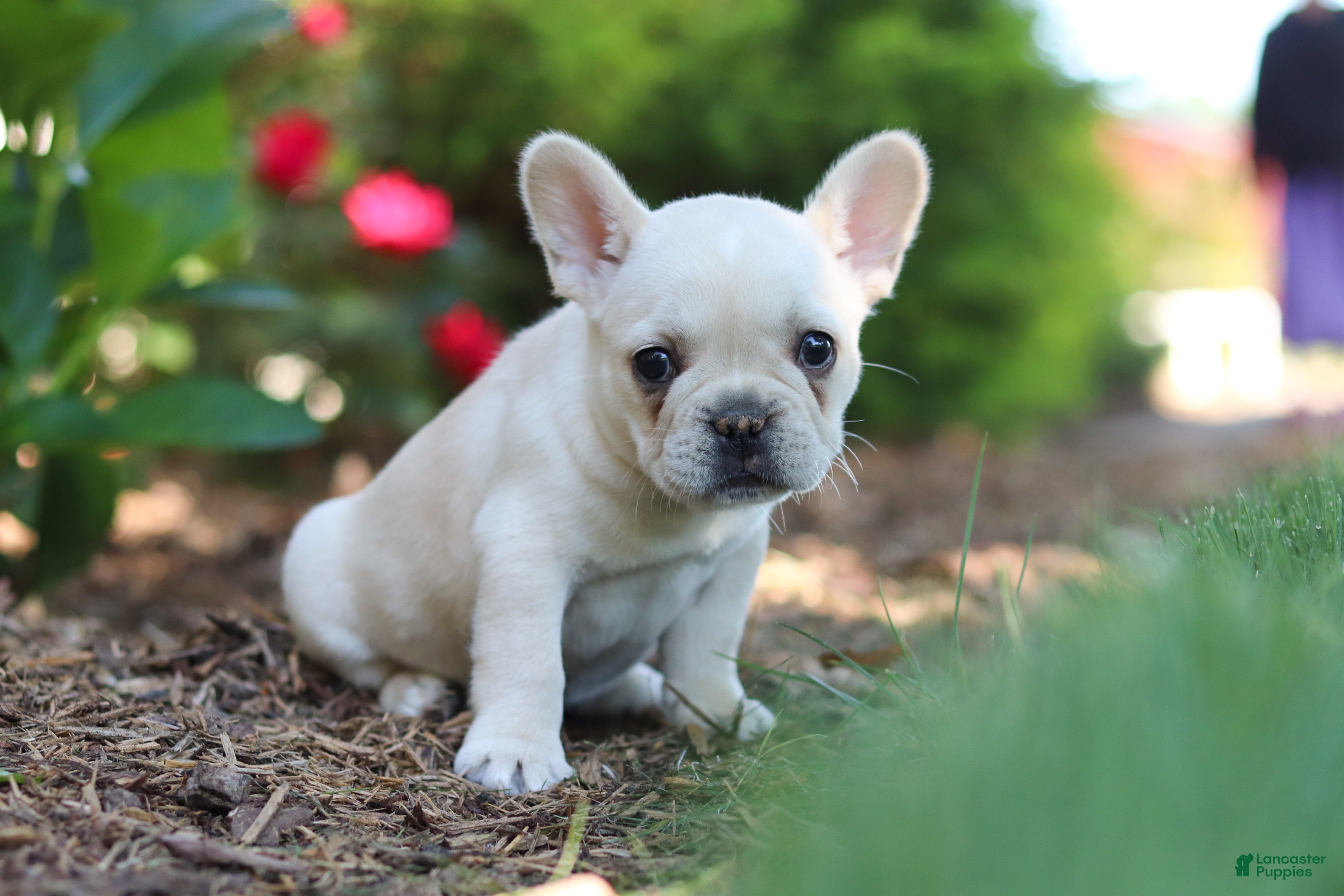 French Bulldog dogs for sale: Courtney - Ad 7
