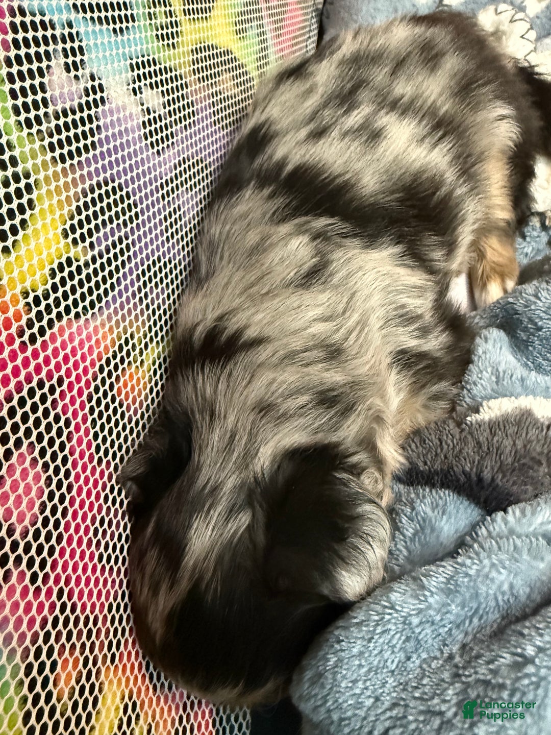 Mixed Breed dogs for sale: Chihuahua male black Merle chion chi/Papillion  - Ad 11