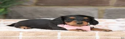 Miniature Dachshund dogs for sale: Jackie - Ad 3