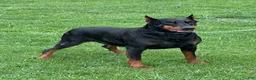 Doberman Pinscher dogs for sale: Doberman Pinscher Puppy 1 - Ad 3