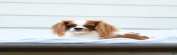 Cavapoo dogs for sale: Leo - Ad 7