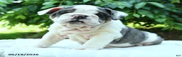 English Bulldog dogs for sale: Snowberry - Ad 1