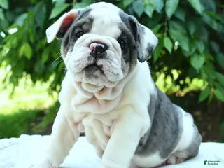 English Bulldog dogs for sale: Snowberry - Ad 2