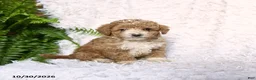 Toy Poodle dogs for sale: Asher - Ad 3