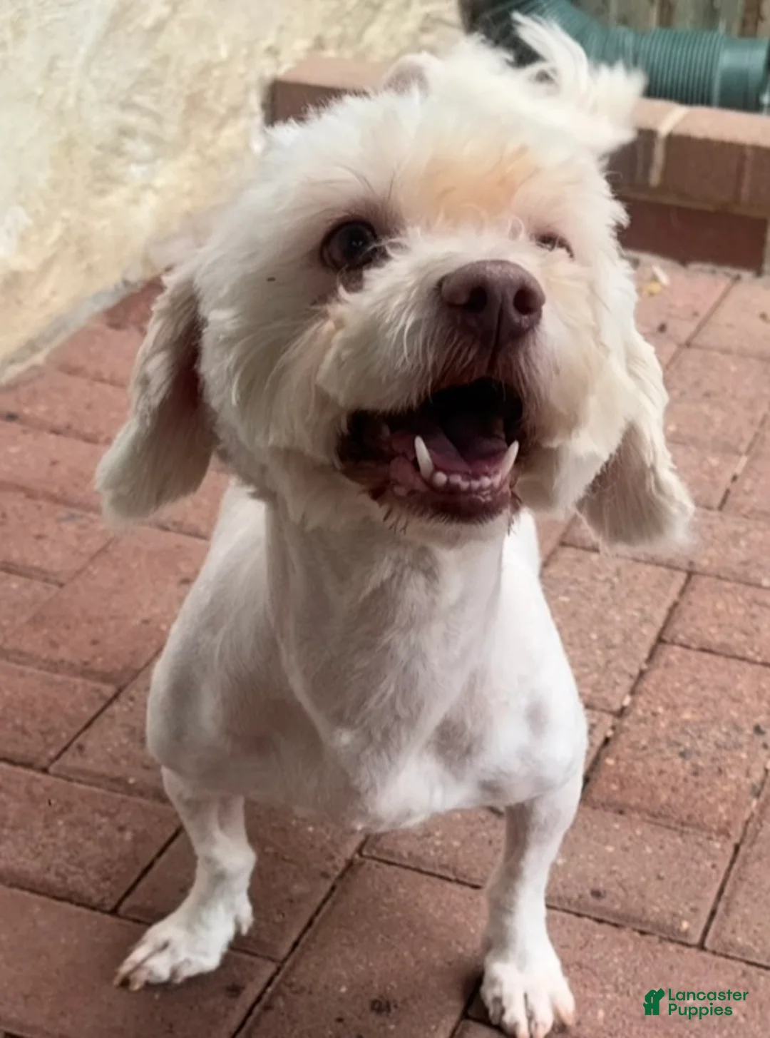 Shorkie dogs for sale: Shorkie Puppy 1 - Ad 6