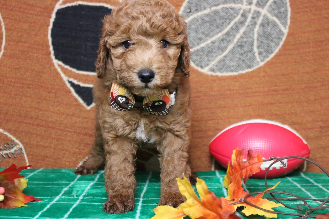 Mixed Breed dogs for sale: Seville - Ad 2
