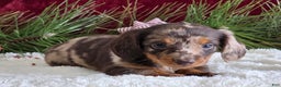 Miniature Dachshund dogs for sale: Kylie  - Ad 5