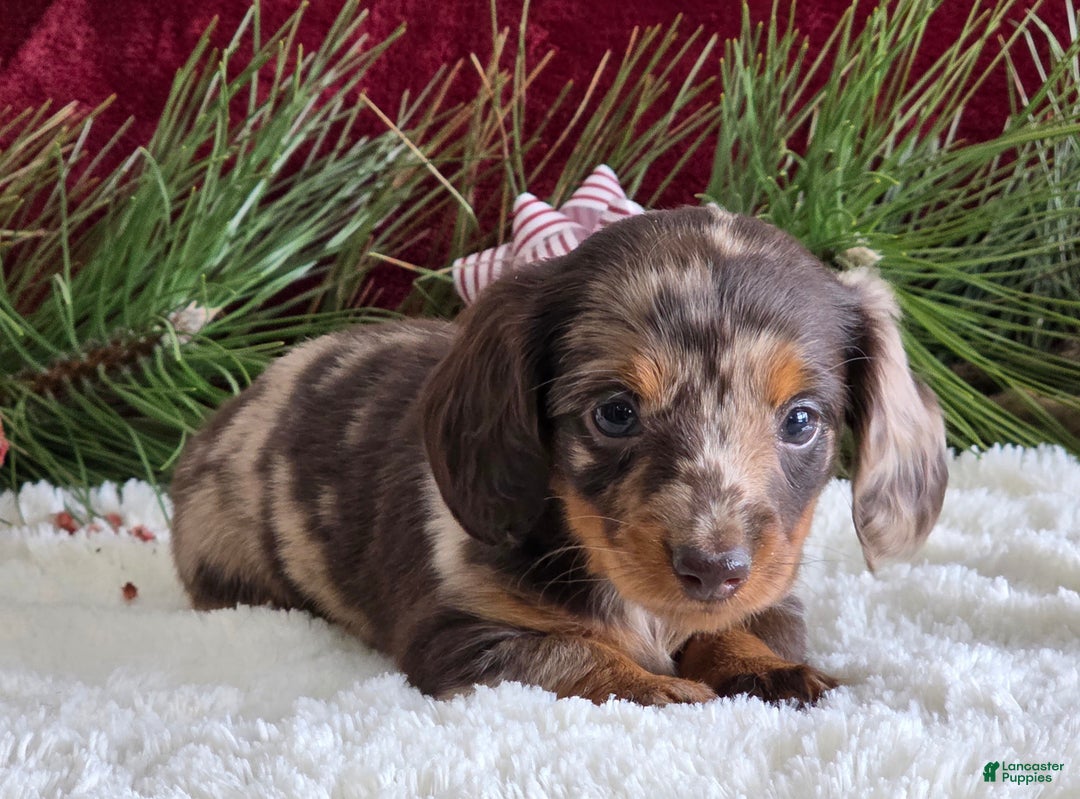 Miniature Dachshund dogs for sale: Kylie  - Ad 5
