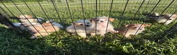 Mixed Breed dogs for sale: Mixed Breed 1 - Ad 3