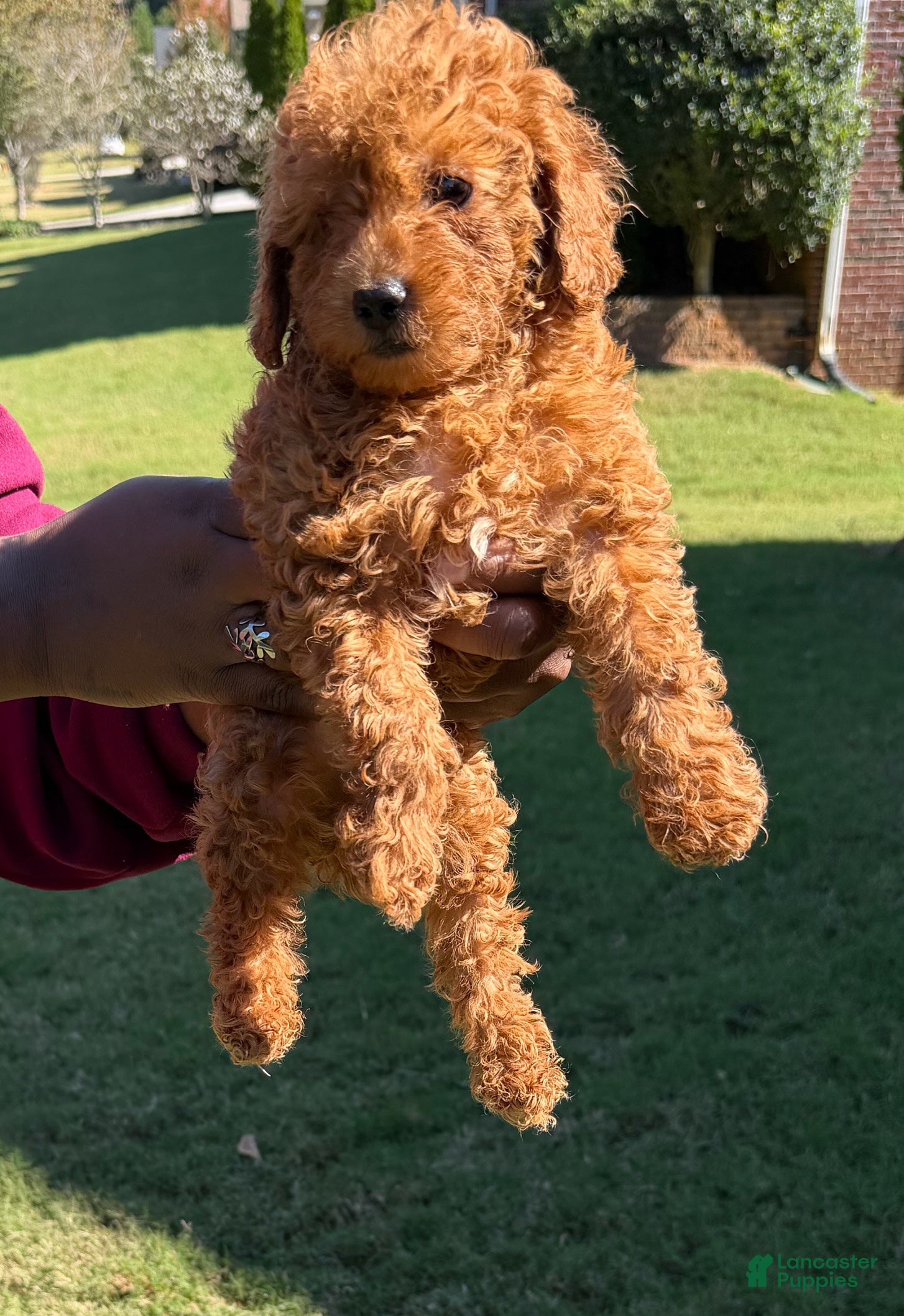 Toy Poodle dogs for sale: Bear - Ad 1