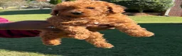 Toy Poodle dogs for sale: Bear - Ad 1