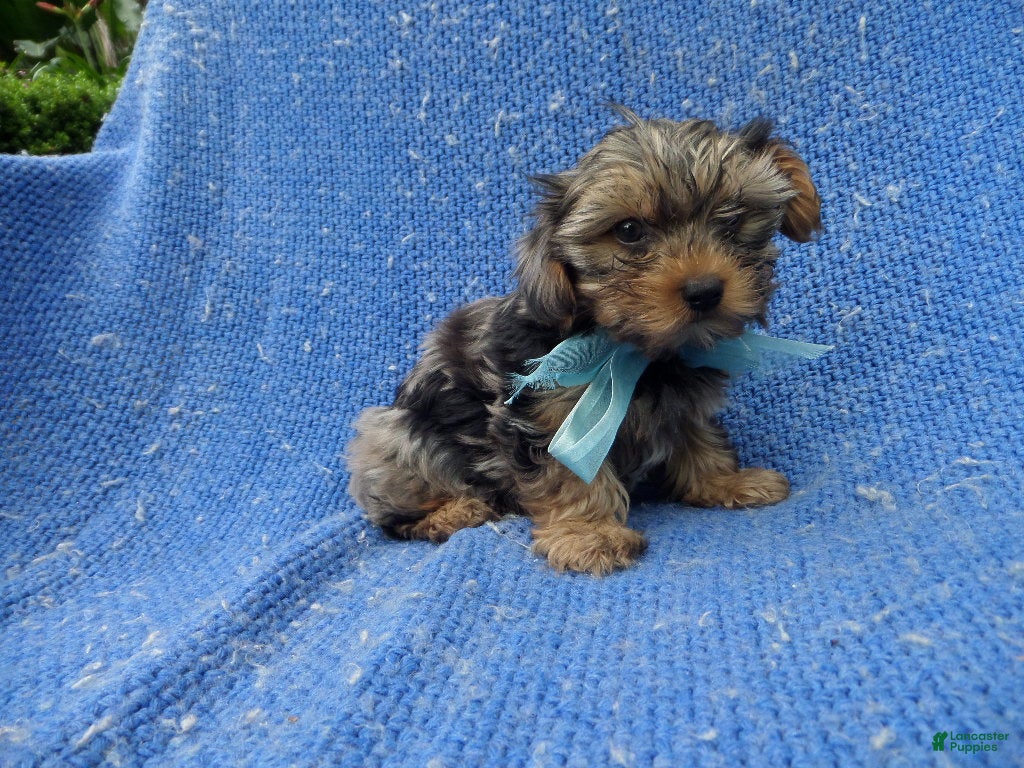 Yorkshire Terrier dogs Colby - Ad 8