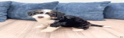 Mini Bernedoodle dogs for sale: Molly - Ad 2