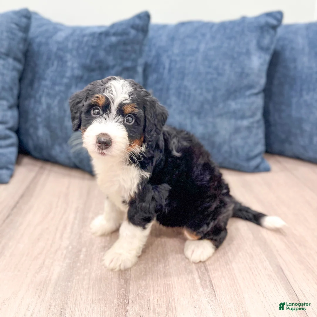 Mini Bernedoodle dogs for sale: Molly - Ad 2