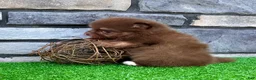 Pomeranian dogs for sale: Smurf - Ad 4