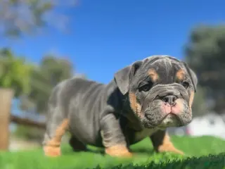 English Bulldog dogs CHANEL - Exotic Blue Tan Tri – Compact & Structured - Ad 2