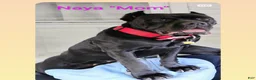 Cane Corso dogs for sale: Cane Corso 6 - Ad 4