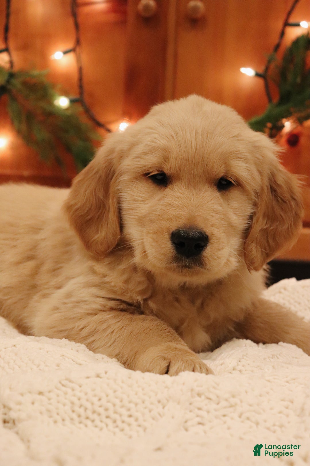 Golden Retriever dogs for sale: Oliver - Ad 1