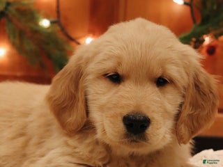 Golden Retriever dogs Oliver - Ad 36
